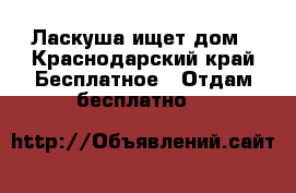 Ласкуша ищет дом - Краснодарский край Бесплатное » Отдам бесплатно   